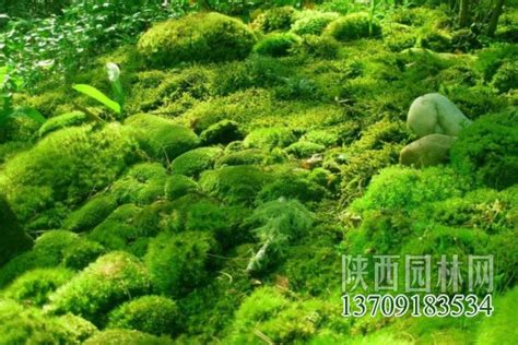 青苔形成|苔藓植物